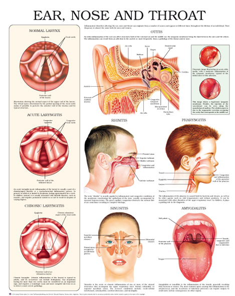 Ear-nose-and-throat