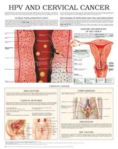 Human-Papillomavirus-infection-HPV-Cervical-cancer