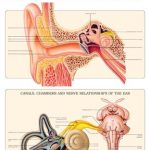 anatomy-of-the-ear