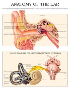 anatomy-of-the-ear