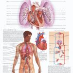 CIRCULATORY SYSTEM.qxd