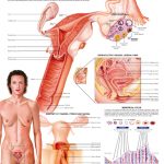 female-reproductive-system