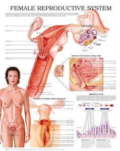 female-reproductive-system