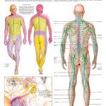 peripheral-nervous-system