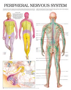 peripheral-nervous-system