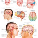 the-brain-and-its-development