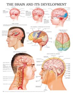 the-brain-and-its-development