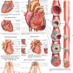 Circulatory