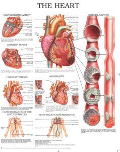 Circulatory