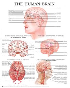 the-human-brain