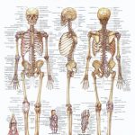 The human skeleton